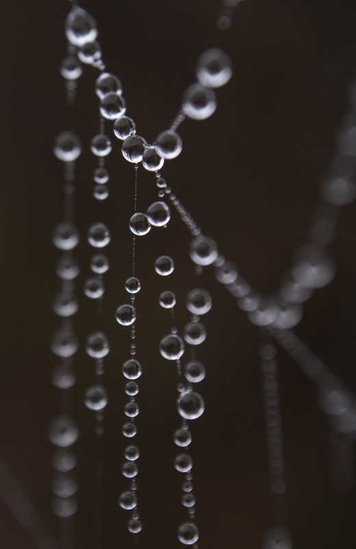 orb web, detail - Animals