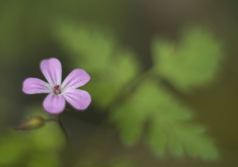 Herb Robert, Mynydd Llandygai - Plants 2