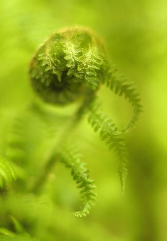 Dryopteris, Mynydd Llandygai 2 - Plants 1