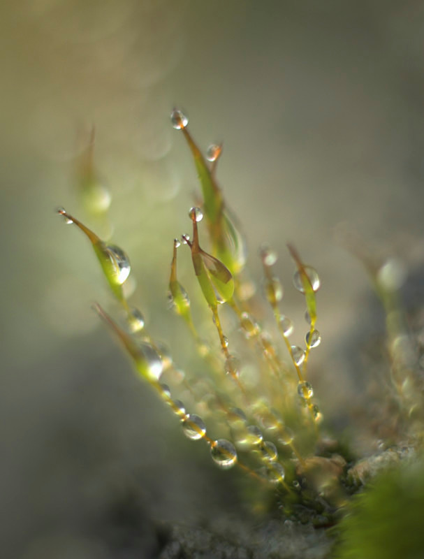 dew on Tortula - Plants 2