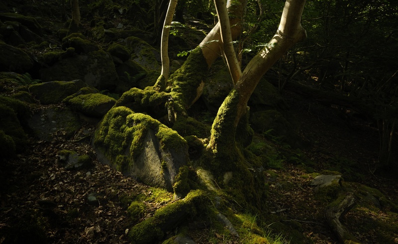 Coed Dinorwig - Plants 1