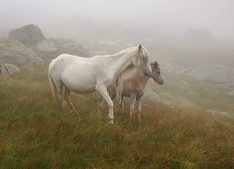 Welsh mountain ponies, Cwm Eigiau - Animals