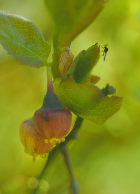 on bilberry - Animals
