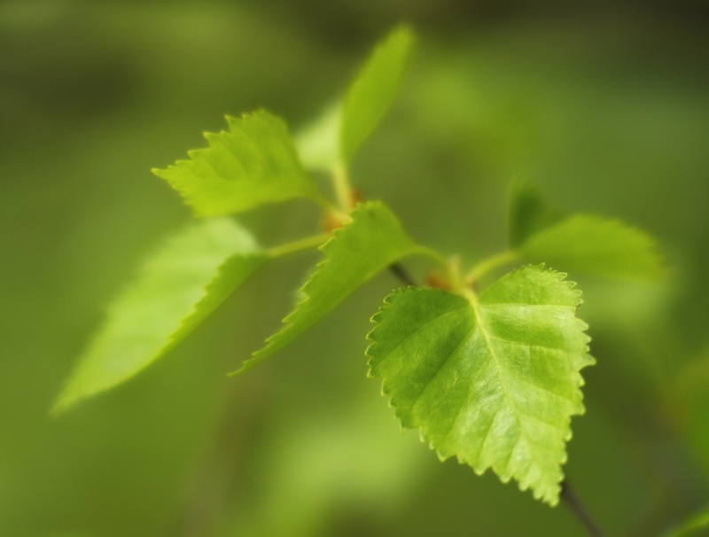 birch, spring - Plants 2