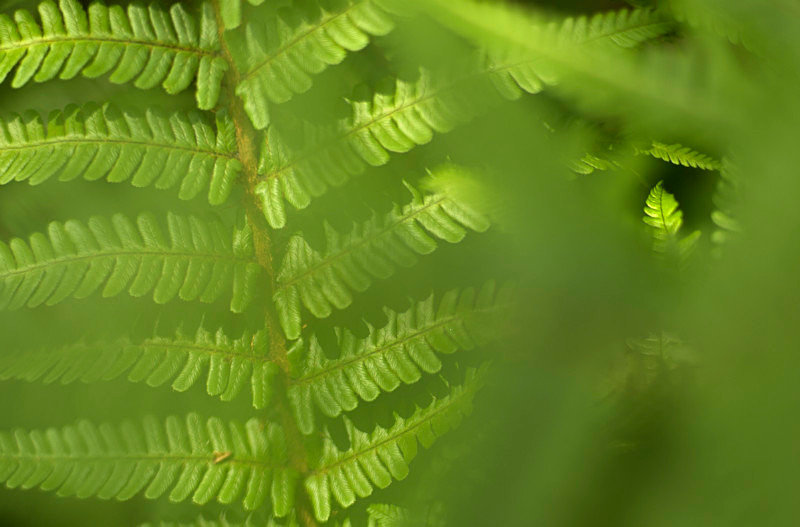 Dryopteris 3 - Plants 2