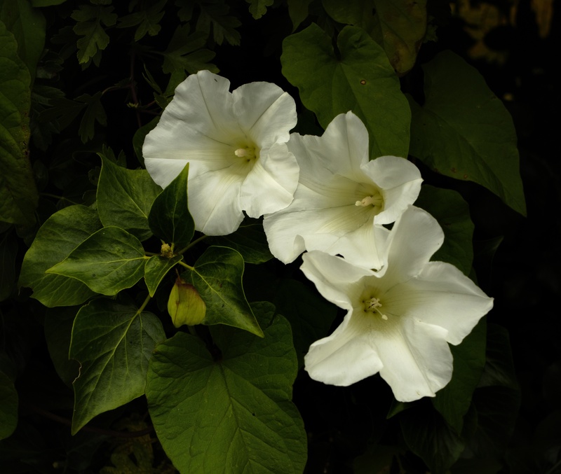 Convolvulus - Plants 1
