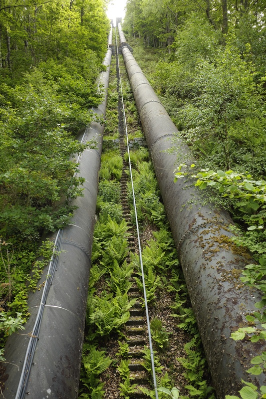 Coed Camlyn - Fragile Land 1