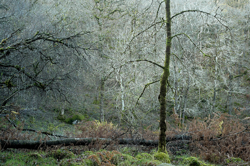 winter - Johnny Wood - Plants 1