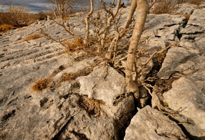 Hutton Roof Crags - Plants 1