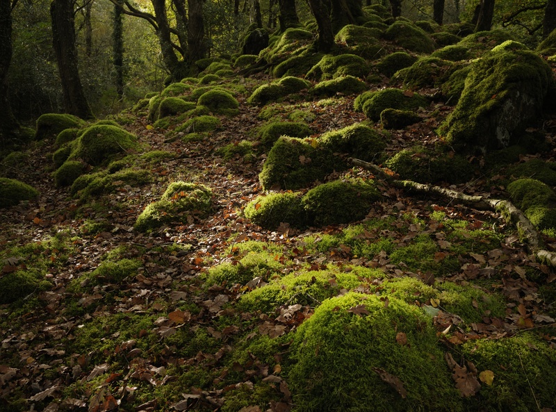 Coed Ty Canol - Plants 1