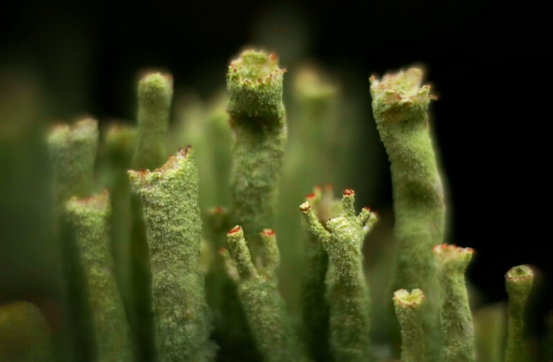 Cladonia, Parc yr Ocar - Plants 1