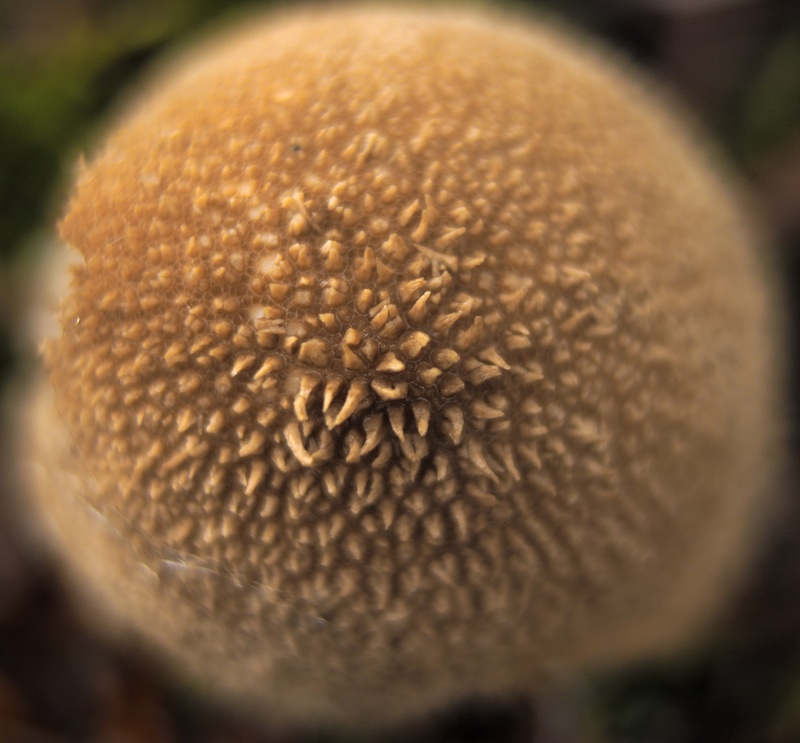 Scleroderma - Plants 2