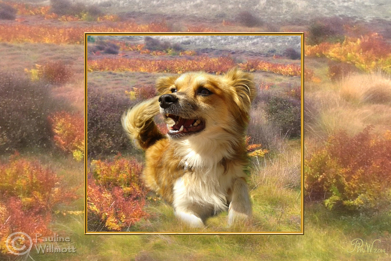 PP66   'Bracken' - Pet Portraits