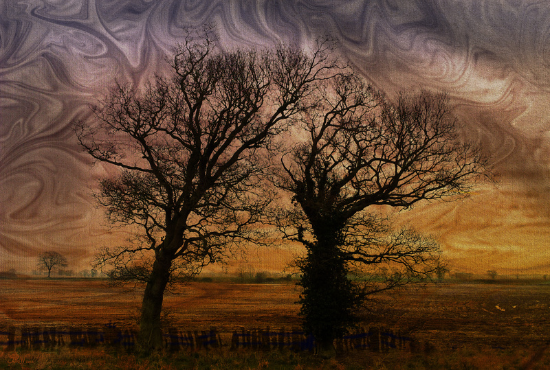 NB14  Two Trees - Moods and Magic of the Norfolk Broads