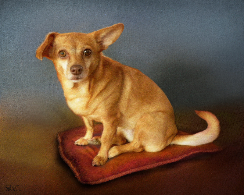 PP69  'Lucky' - Pet Portraits