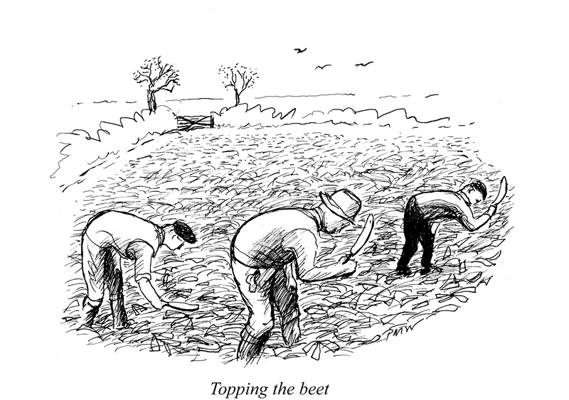 Topping the beet - Drawings and Sketches