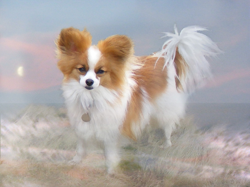 PP42 Little Dream-dog  (10 x 8) - Pet Portraits