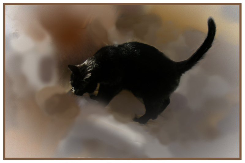 A24  Cat in the Couds - Horses, other animals, and birds