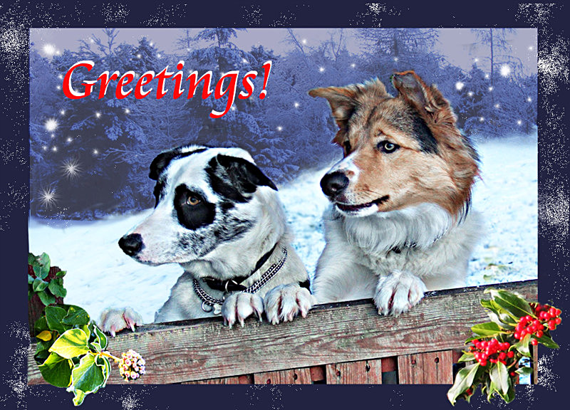 X25 'Waiting' - Examples of Papillonpourri Christmas Cards