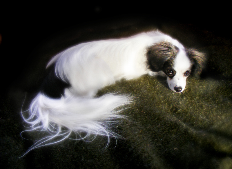 PP4  Sultry Beauty - Pet Portraits