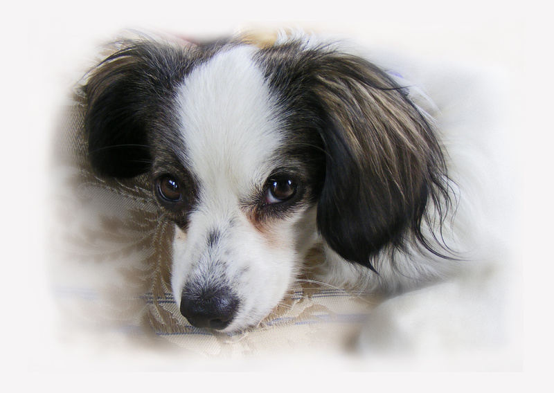 PP12  'Dell' - Phalene Papillon puppy - Pet Portraits