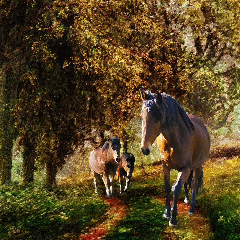 A22 Shady Walk  (12 x 12) - Horses, other animals, and birds