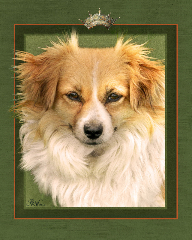PP70  'Rex' - Pet Portraits
