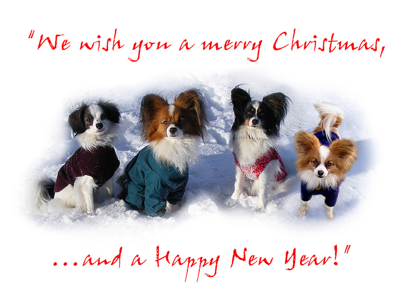 X23  Papillon Quartet - Examples of Papillonpourri Christmas Cards