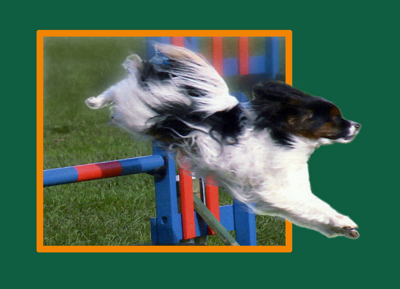 PP16  'Dandy' - Papillon supreme - in action - Pet Portraits