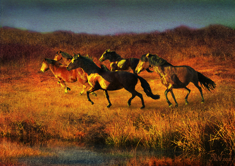 A19  Evening Canter  (A4) - Horses, other animals, and birds