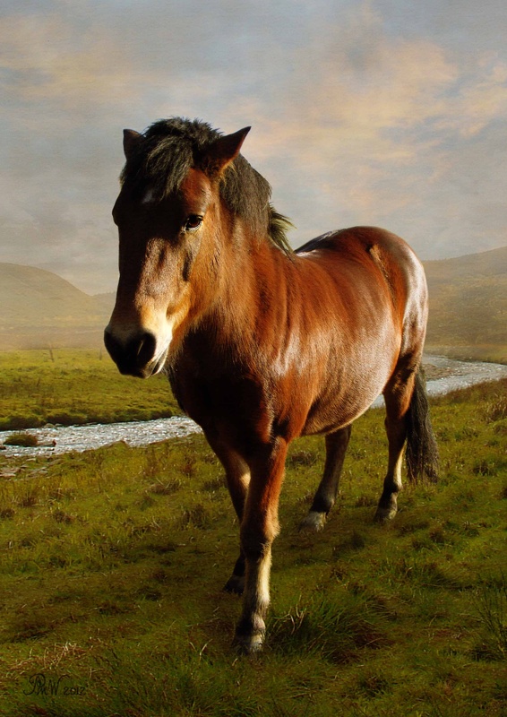 A14  Portrait of Strider  (A4) - Horses, other animals, and birds