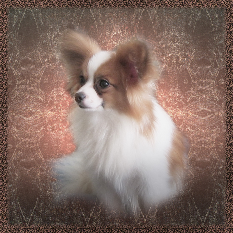 PP2  'Tika' - papillon - Pet Portraits