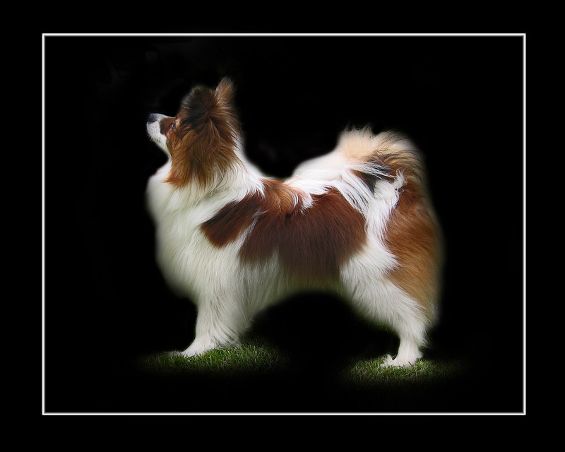 PP26  Classic Black  (10 x 8) - Pet Portraits