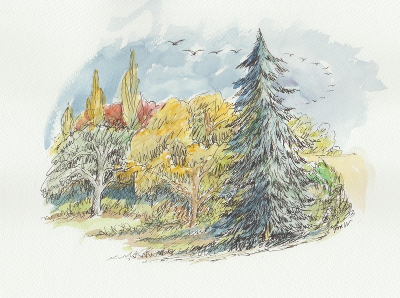 Trees in Clippesby Hall grounds - Drawings and Sketches