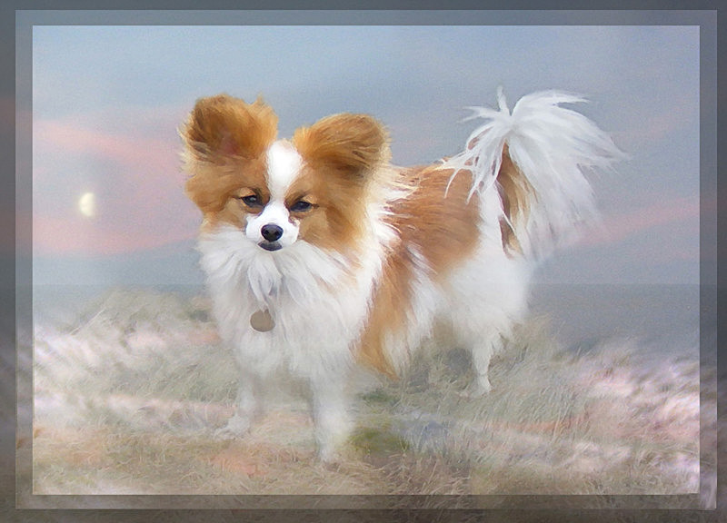 Little Dream Dog - General Greetings Cards