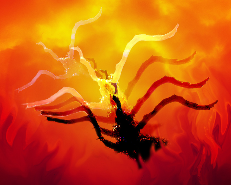 F5  'Phoenix'  (10x8) - Imaginative, Meditative or Mystical