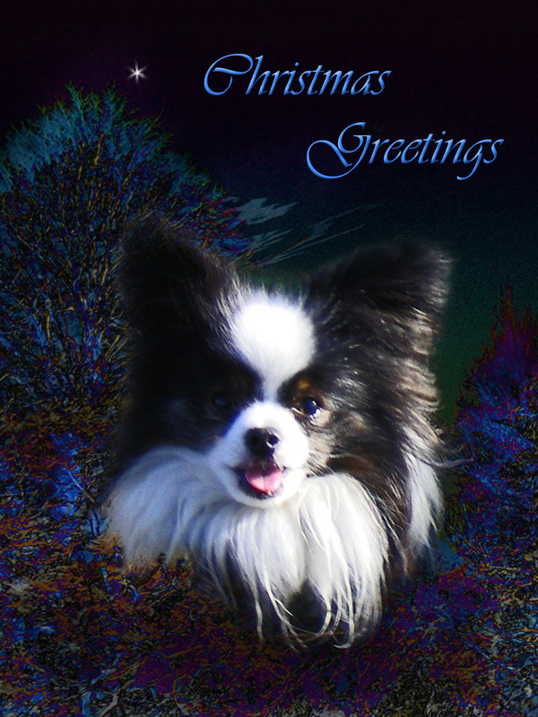 X22  Magic Blue - Examples of Papillonpourri Christmas Cards