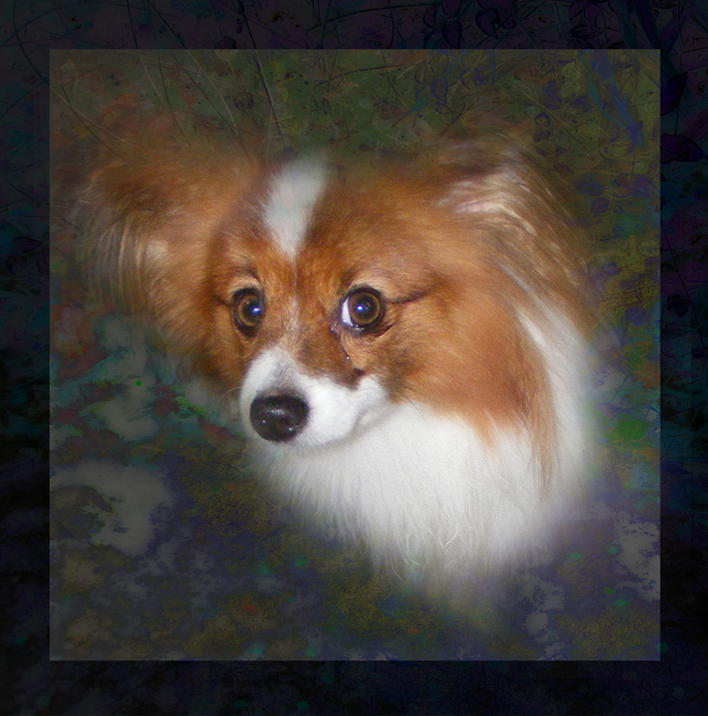 PP9  'Skipper' -  Papillon - Pet Portraits