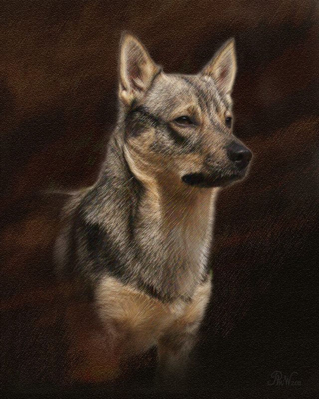 PP45 'Pukka' - Swedish Vallhund - Pet Portraits