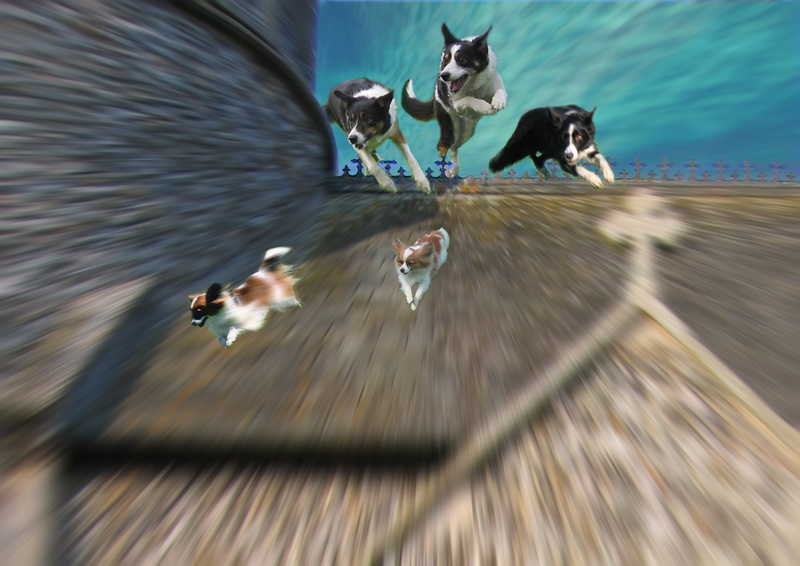 PP19  A dog's dream - Pet Portraits