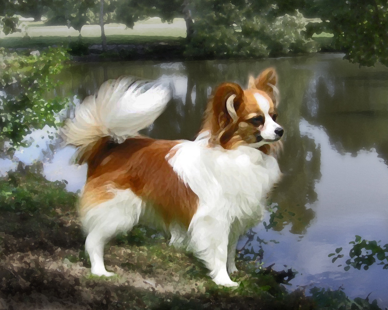 PP24  Painted Lady (10 x 8) - Pet Portraits