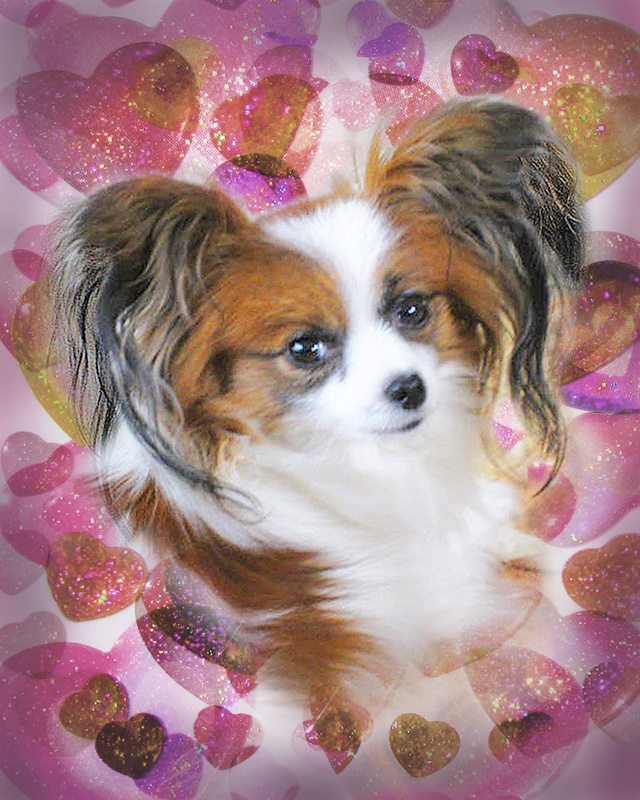 PP37 'Holly' Heart-throb (Valentine card 1) - Pet Portraits