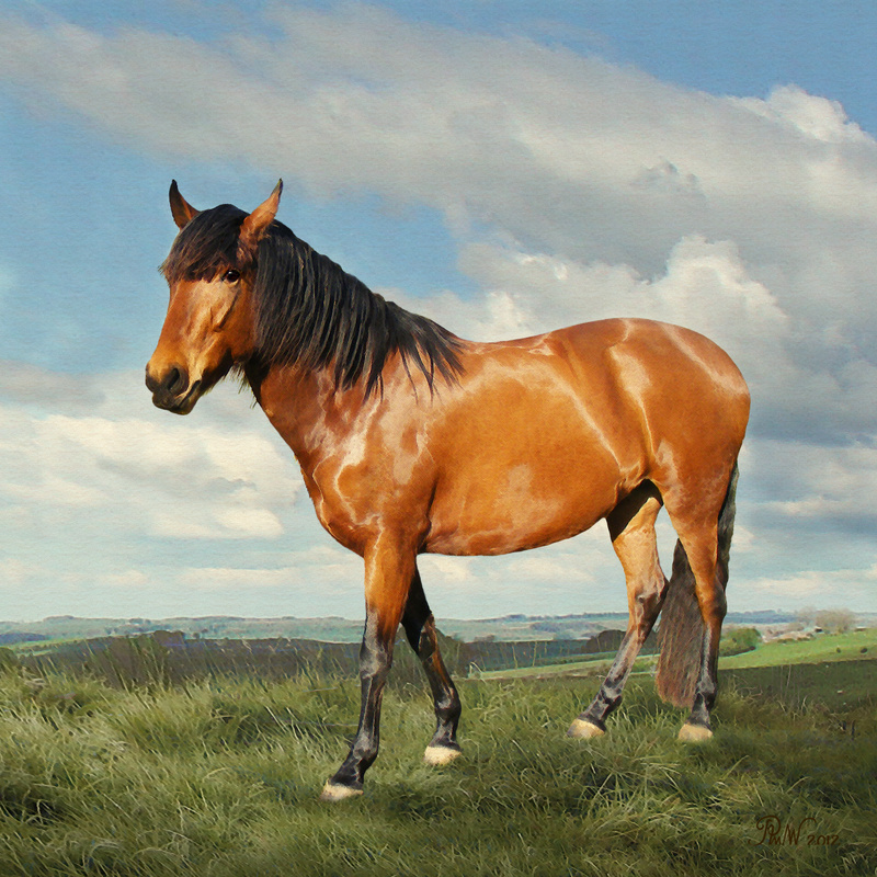 A13  Portrait of Angel  (10 x 10) - Horses, other animals, and birds