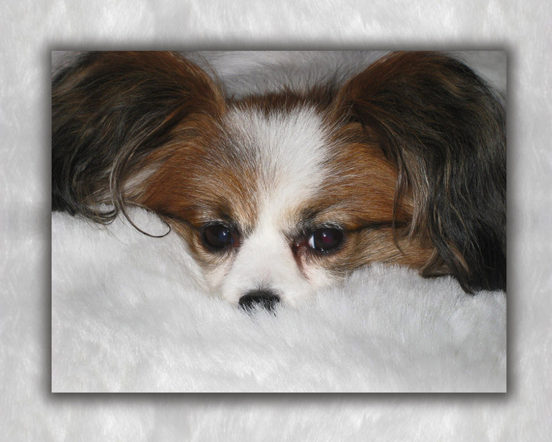 PP23  The White Rug - Pet Portraits