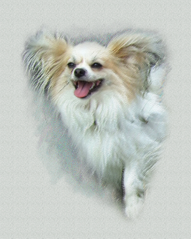 PP34 'Lily' (8 x 10) - Pet Portraits