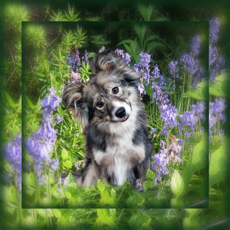 PP3  Do I look cute in the bluebells? - Pet Portraits