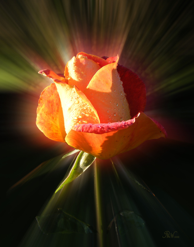 M57  December Rose - Imaginative, Meditative or Mystical