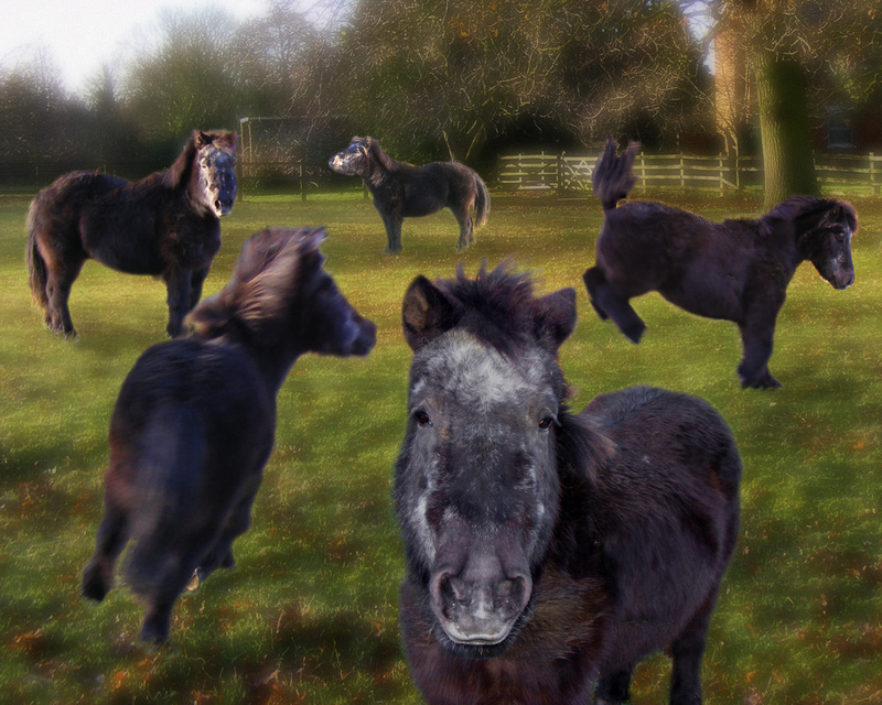 A7 'Tuppence'  (10x8) - Horses, other animals, and birds