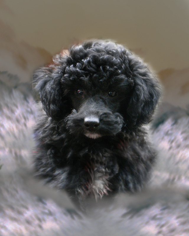 PP14  'Gizmo' -  Poodle puppy - Pet Portraits