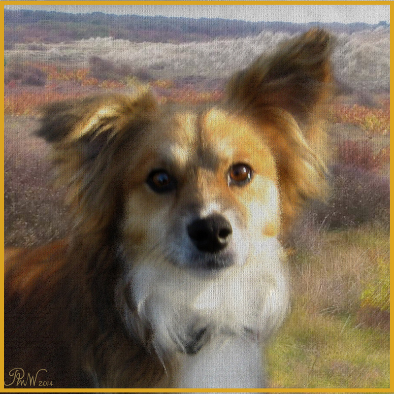 PP67  'Bracken' - Pet Portraits